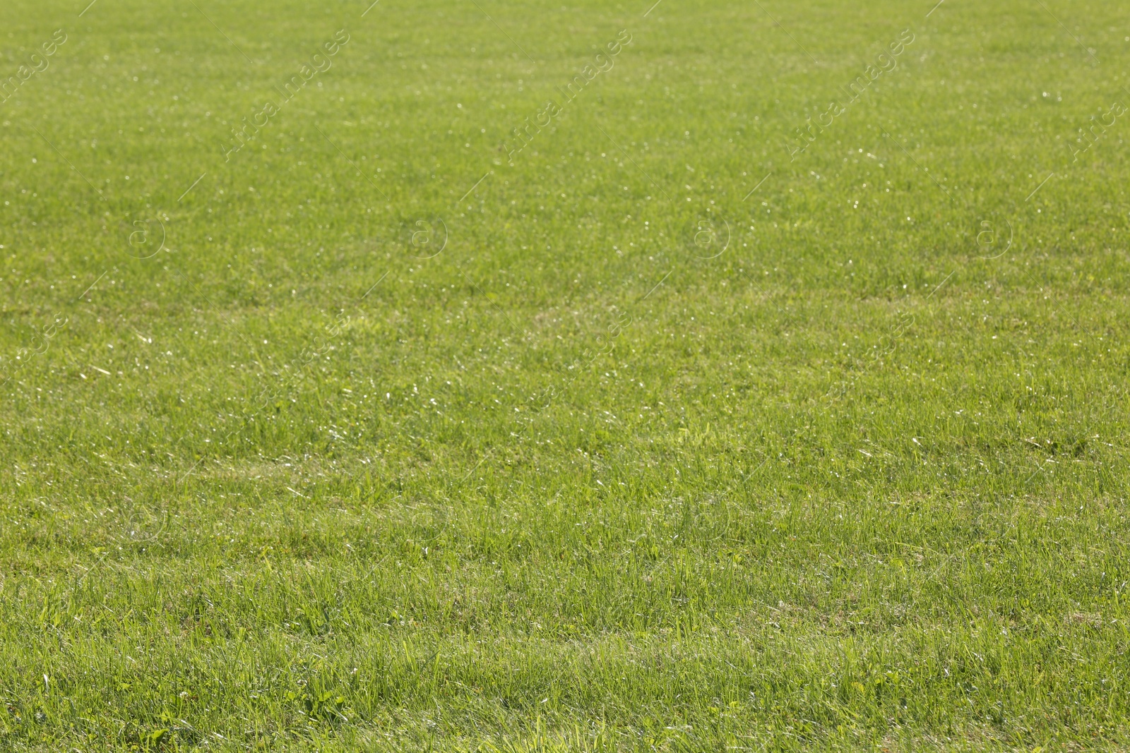 Photo of Beautiful lawn with bright green grass outdoors