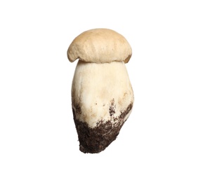 Photo of Fresh wild porcini mushroom isolated on white