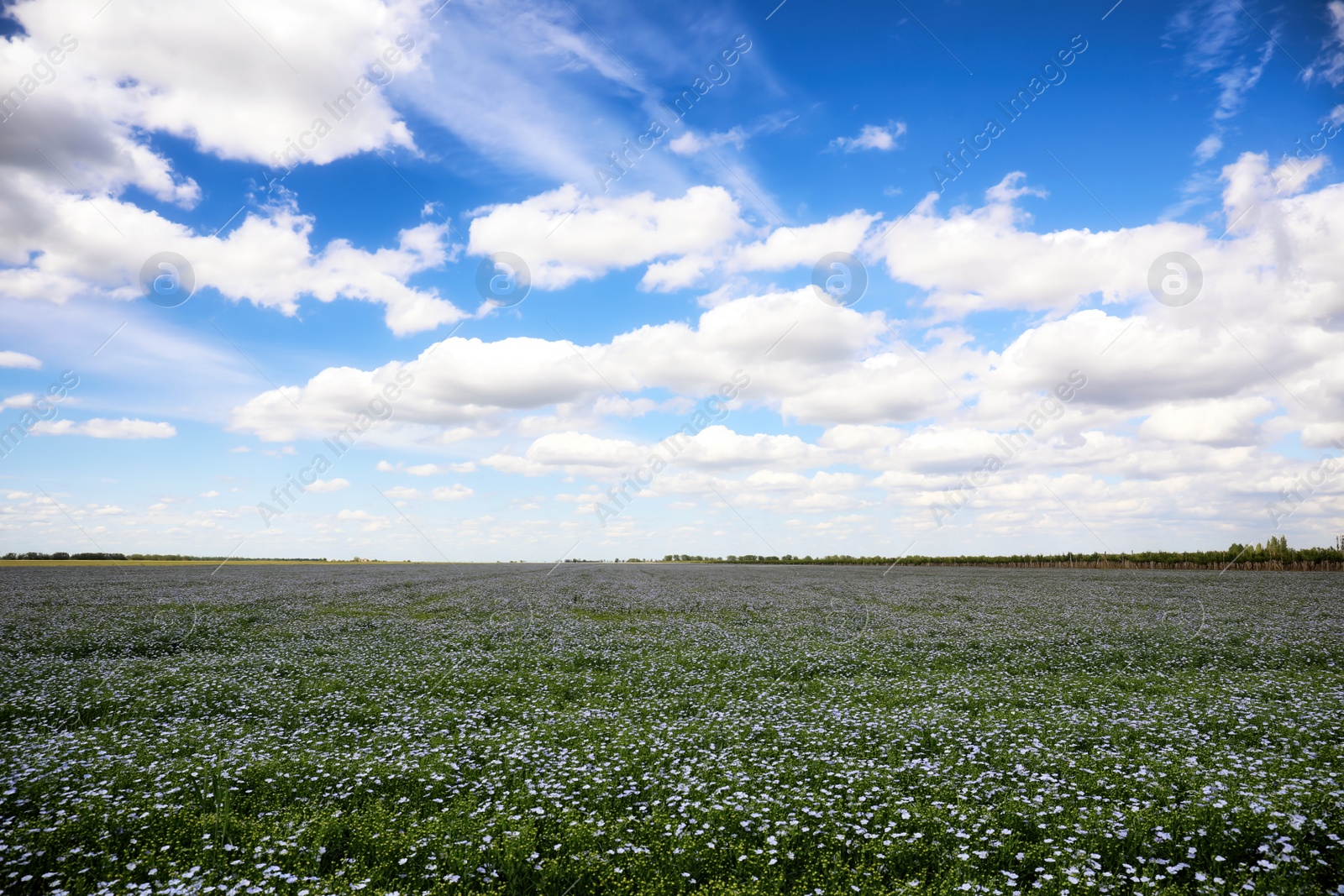 Photo of Beautiful view of blooming flax field on summer day