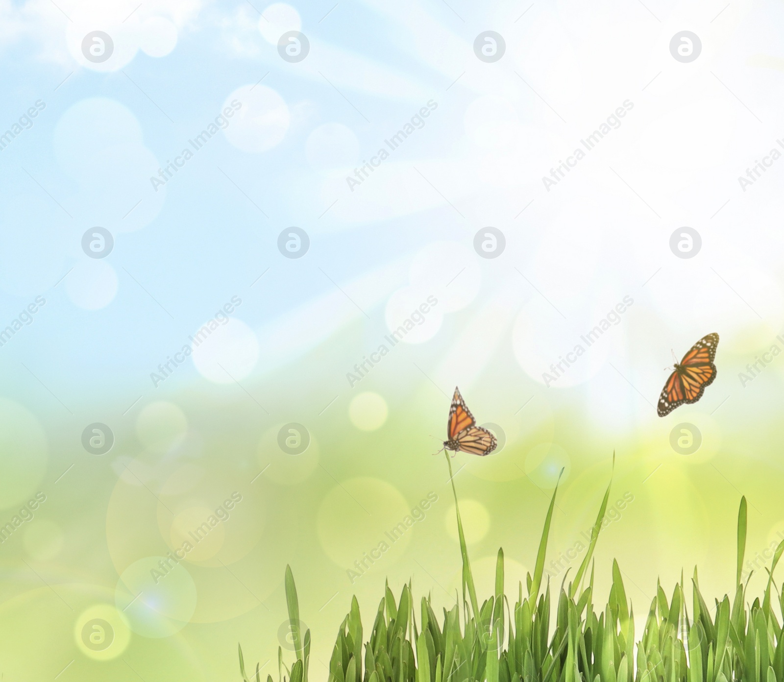 Image of Fresh green grass and butterflies on sunny day. Spring season