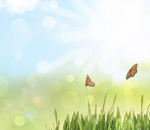 Fresh green grass and butterflies on sunny day. Spring season