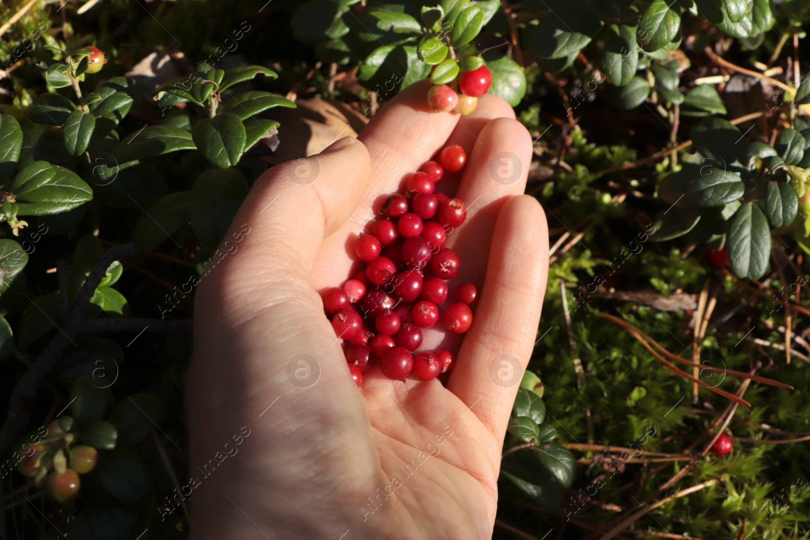 Photo of Woman picking ripe red lingonberries outdoors, closeup