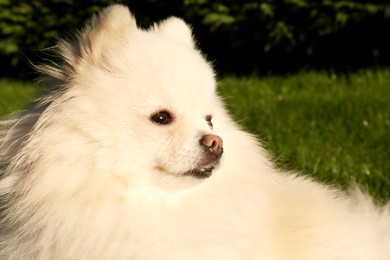 Photo of Cute fluffy Pomeranian dog outdoors, closeup. Lovely pet