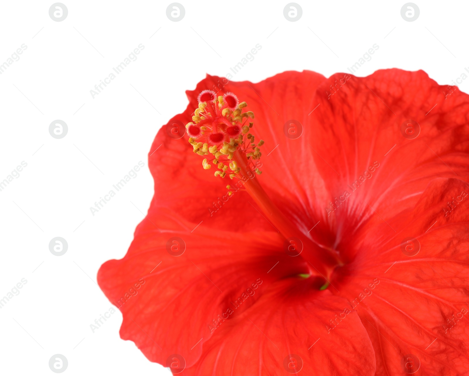 Photo of Beautiful red hibiscus flower isolated on white