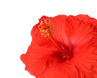 Photo of Beautiful red hibiscus flower isolated on white