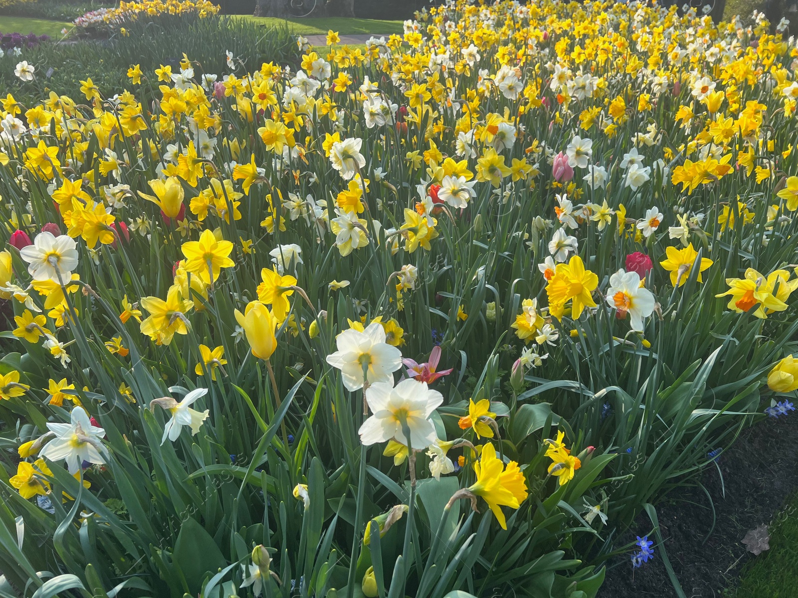 Photo of Beautiful colorful daffodil and tulip flowers growing outdoors on sunny day