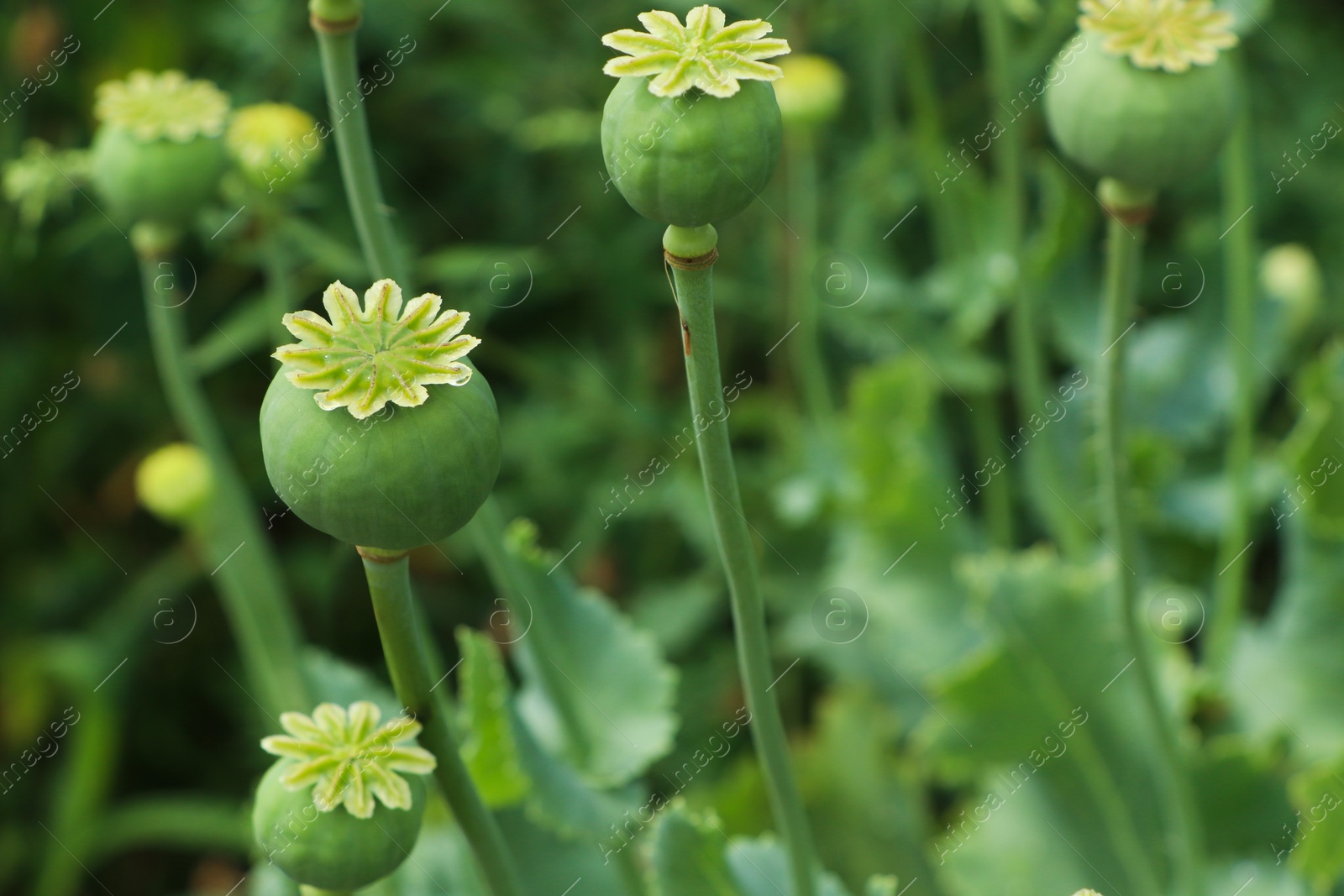 Photo of Green poppy heads growing in field, closeup. Space for text