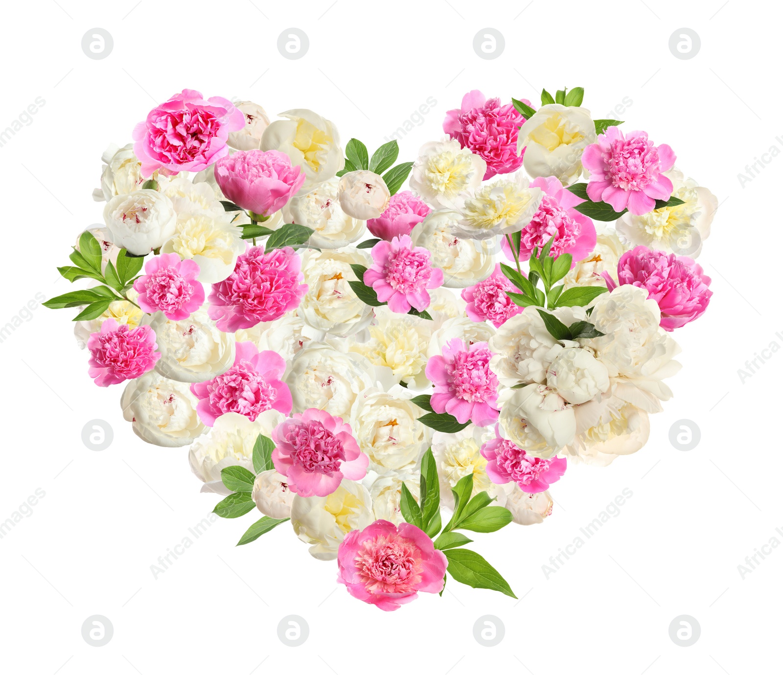 Image of Beautiful heart shaped composition made with tender peony flowers on white background