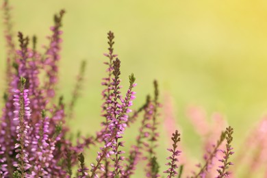 Photo of Heather shrub with beautiful flowers outdoors on spring day