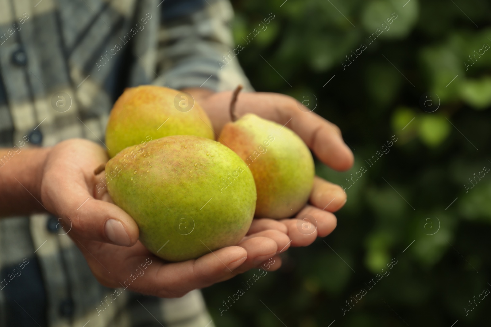 Photo of Woman holding fresh ripe pears outdoors, closeup