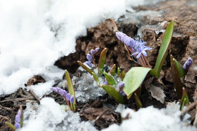 Beautiful lilac alpine squill flowers growing outdoors. Space for text