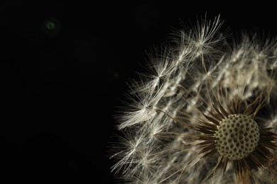 Photo of Beautiful dandelion flower on black background, closeup. Space for text