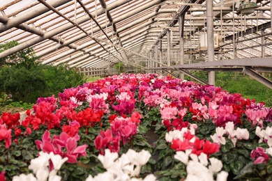 Photo of Many blooming flowers in greenhouse, closeup view. Home gardening