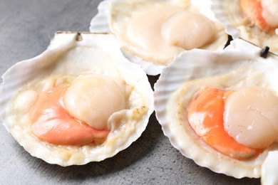 Photo of Fresh raw scallops in shells on grey table, closeup