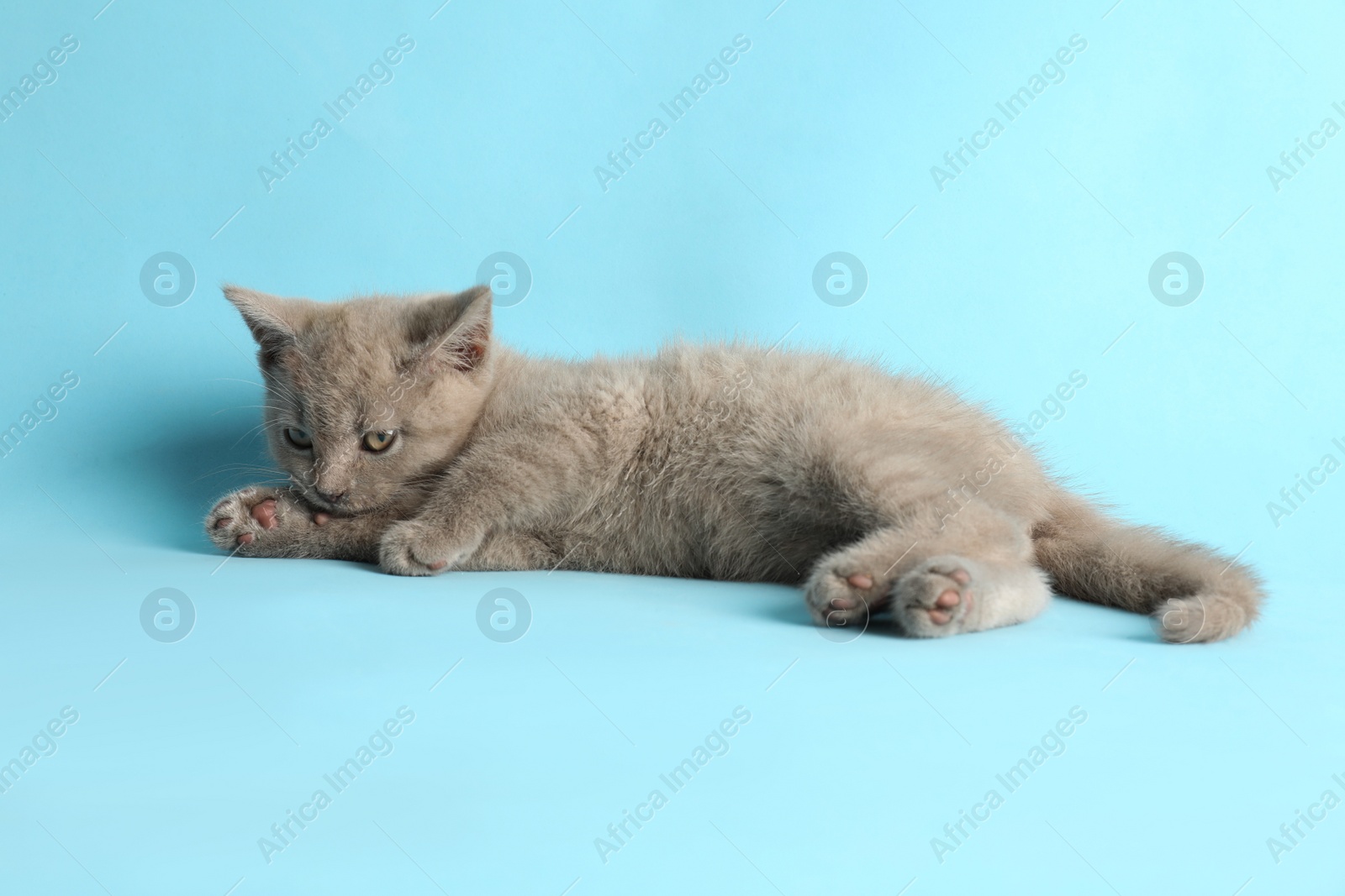 Photo of Scottish straight baby cat lying on light blue background