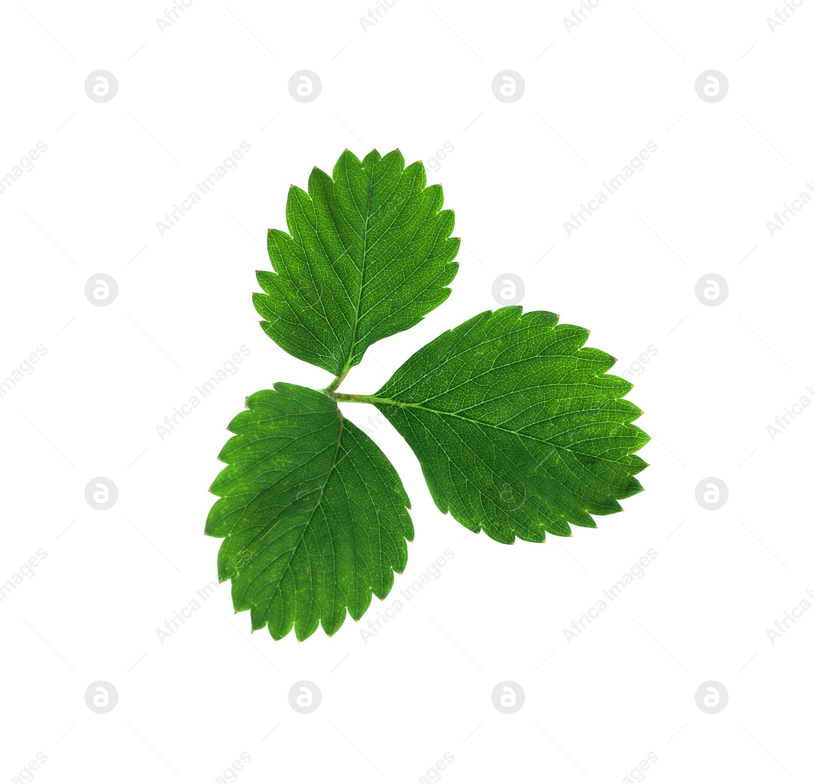 Photo of Fresh green strawberry foliage isolated on white