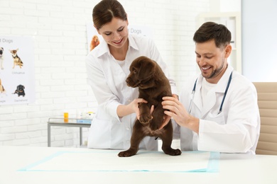 Photo of Veterinarian and his assistant examining cute Labrador puppy in clinic