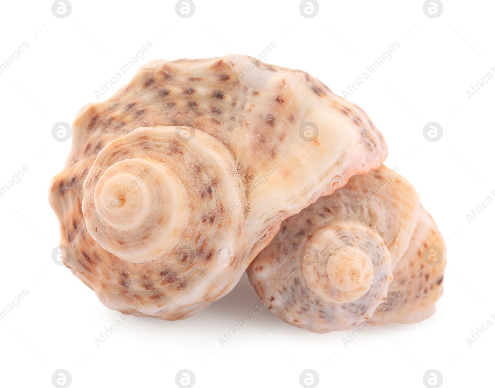 Photo of Beautiful seashells isolated on white. Beach objects