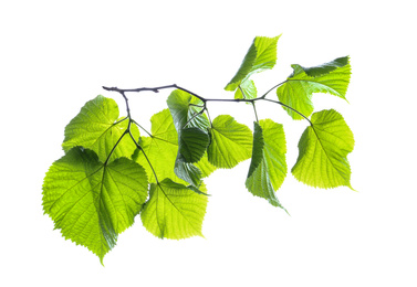 Branch of linden tree with young fresh green leaves isolated on white. Spring season