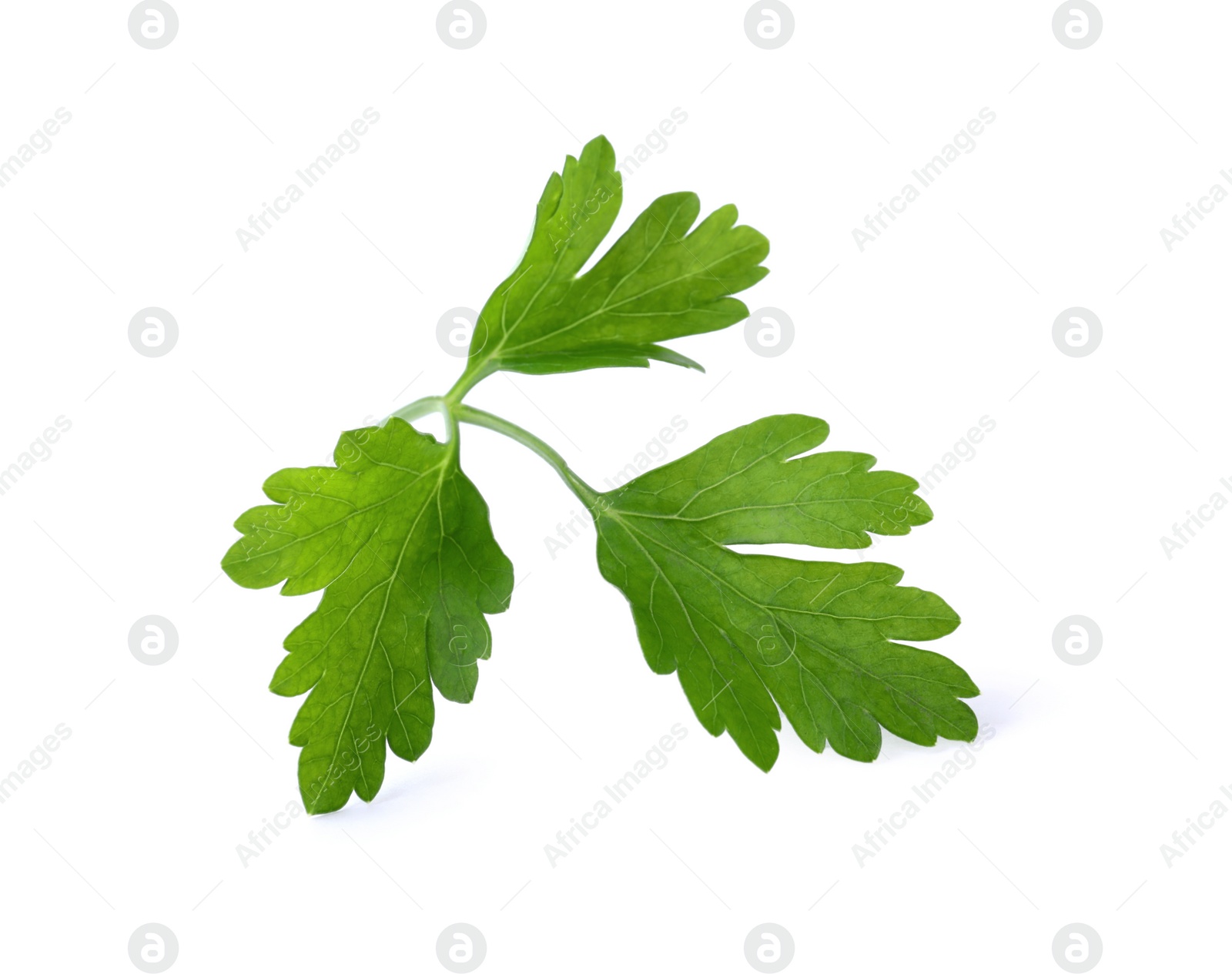 Photo of Aromatic fresh green parsley isolated on white