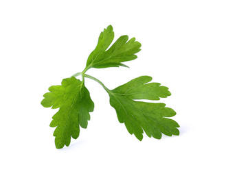 Aromatic fresh green parsley isolated on white