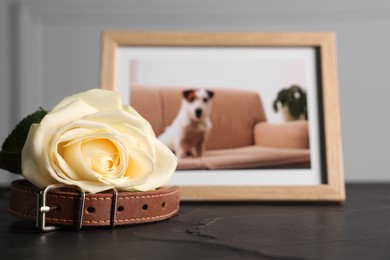 Photo of Pet funeral. Collar, rose and frame with picture of dog on black table, selective focus. Space for text