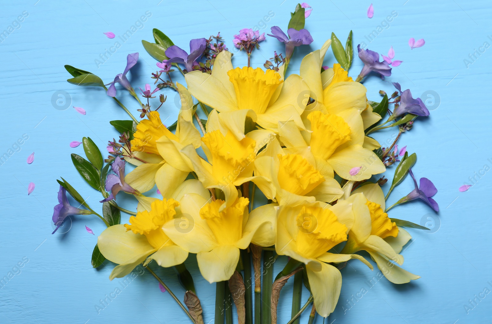 Photo of Bouquet of beautiful yellow daffodils and periwinkle flowers on light blue wooden table, top view