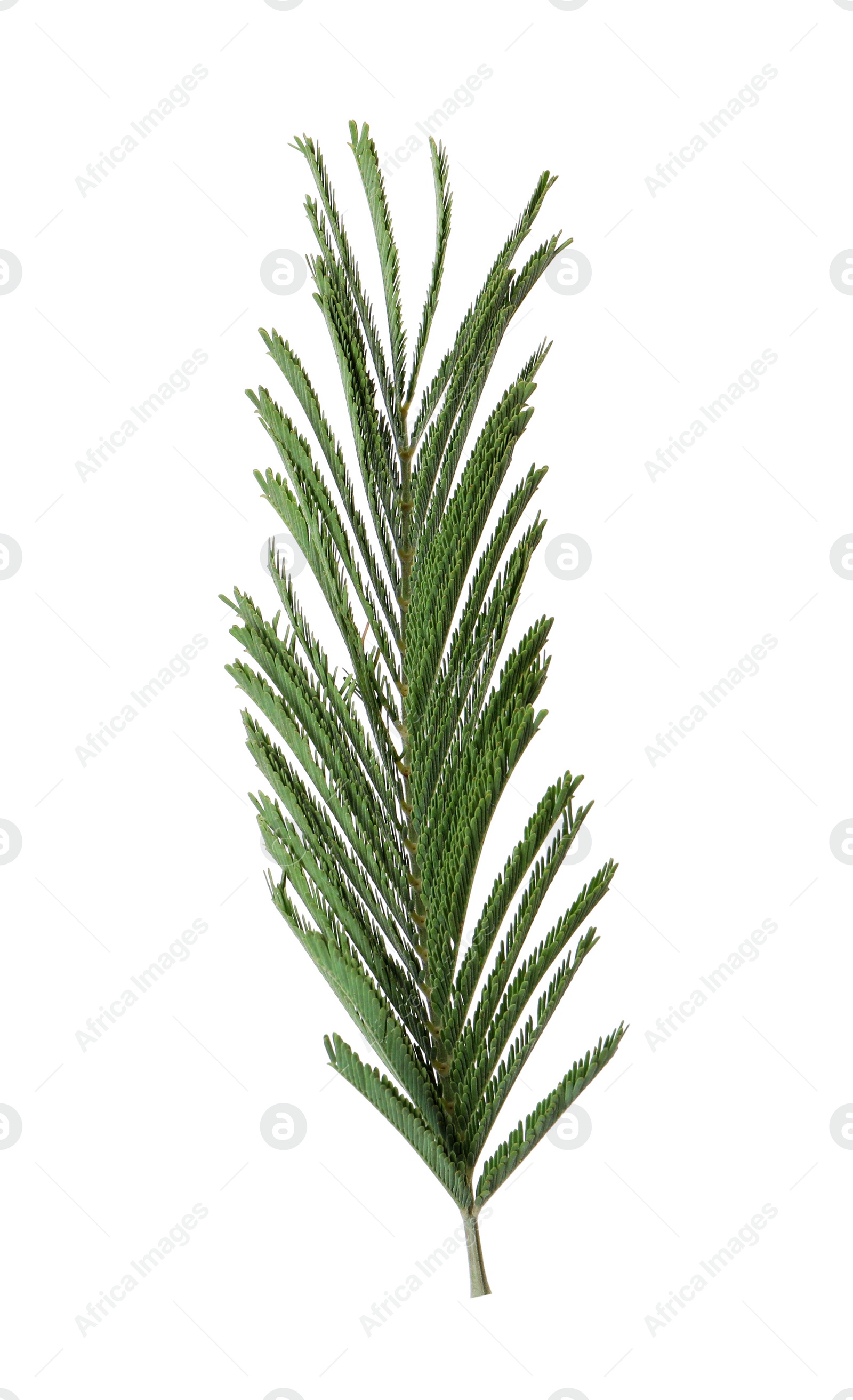 Photo of Green leaf of mimosa plant isolated on white
