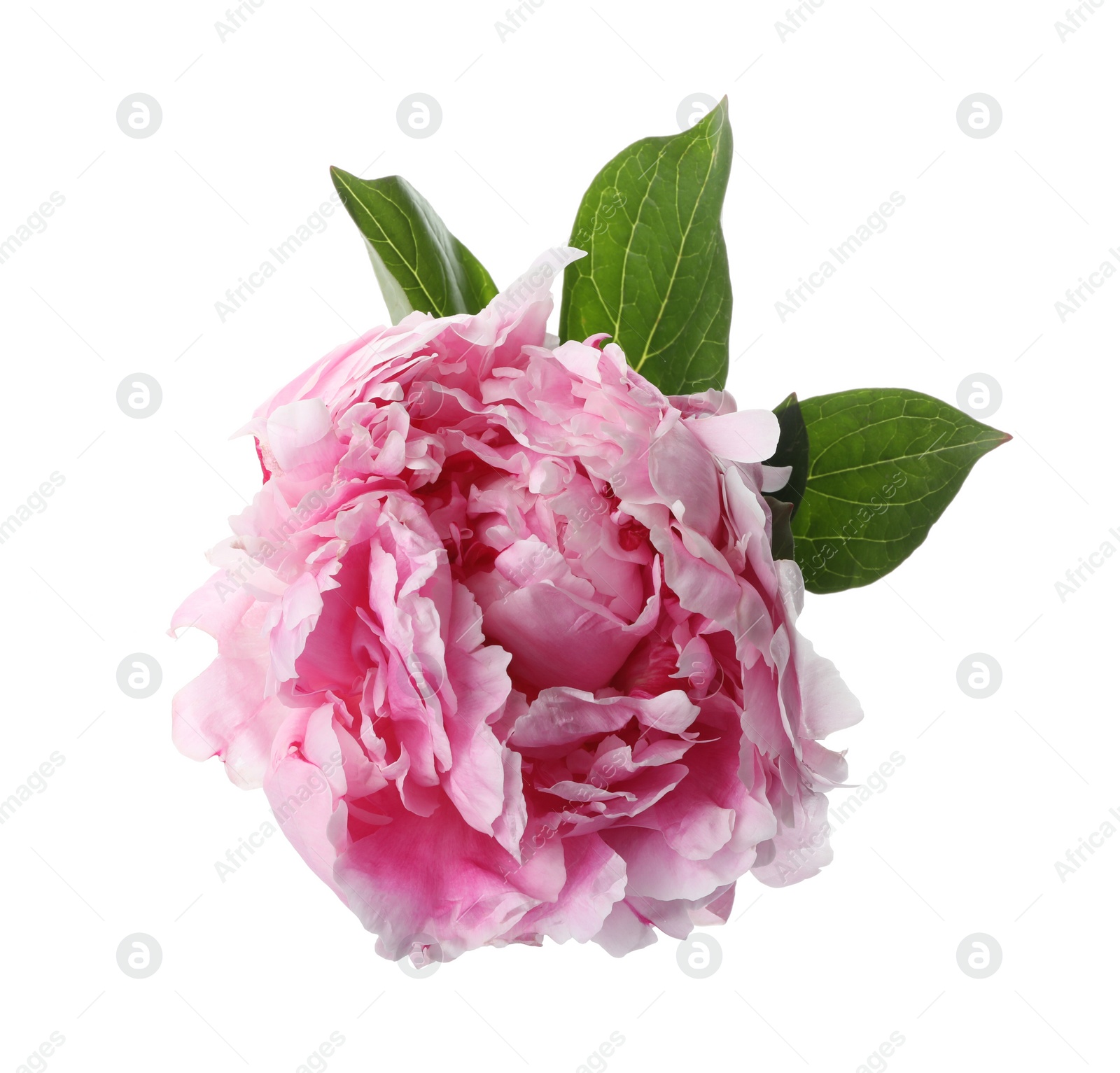 Photo of Beautiful pink peony flower isolated on white