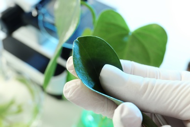Photo of Lab assistant holding green leaf on blurred background, closeup. Plant chemistry