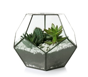 Photo of Glass florarium vase with succulents and cactus on white background. Home plants