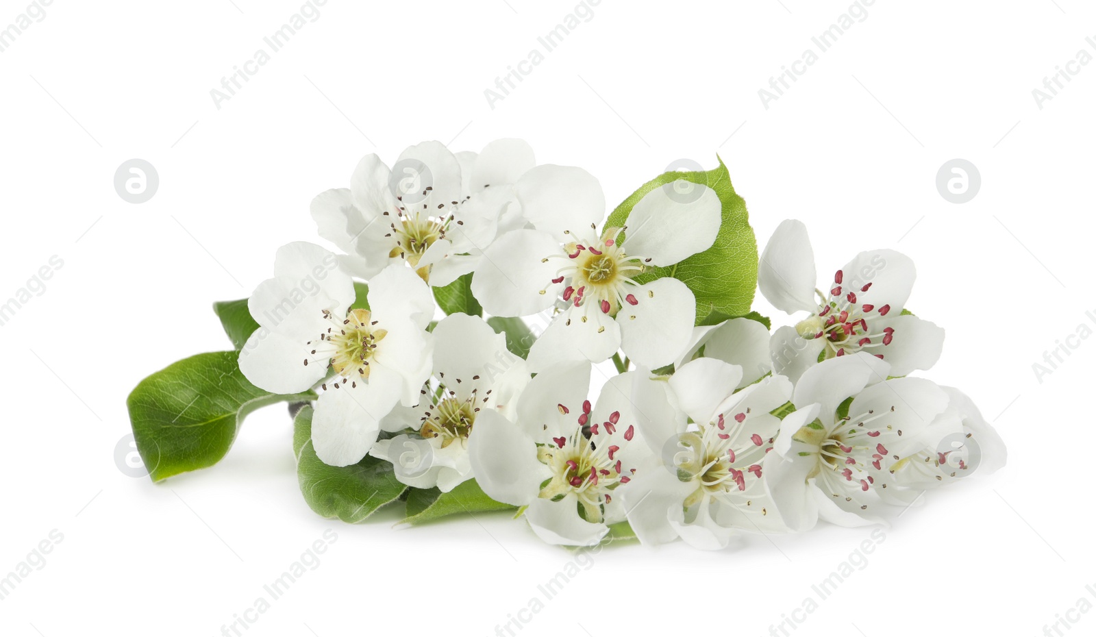 Photo of Beautiful flowers of blossoming pear tree on white background