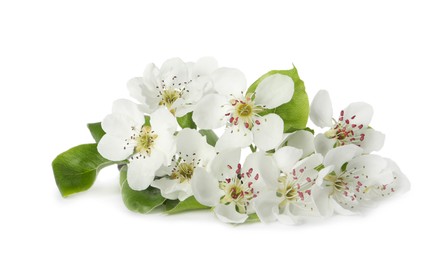 Photo of Beautiful flowers of blossoming pear tree on white background