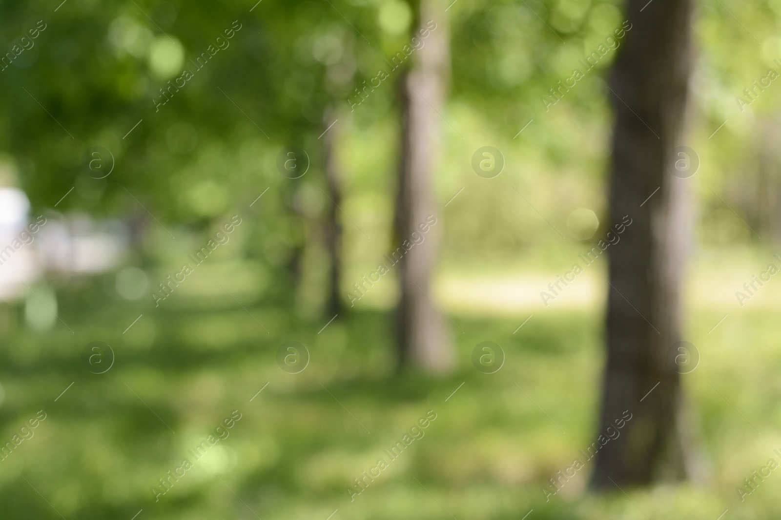 Photo of Trees on sunny day, blurred view. Bokeh effect