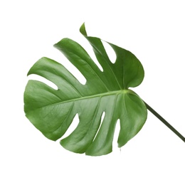 Photo of Leaf of tropical monstera plant isolated on white