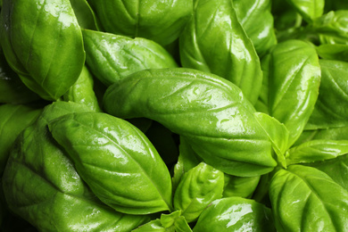 Fresh basil leaves as background, top view