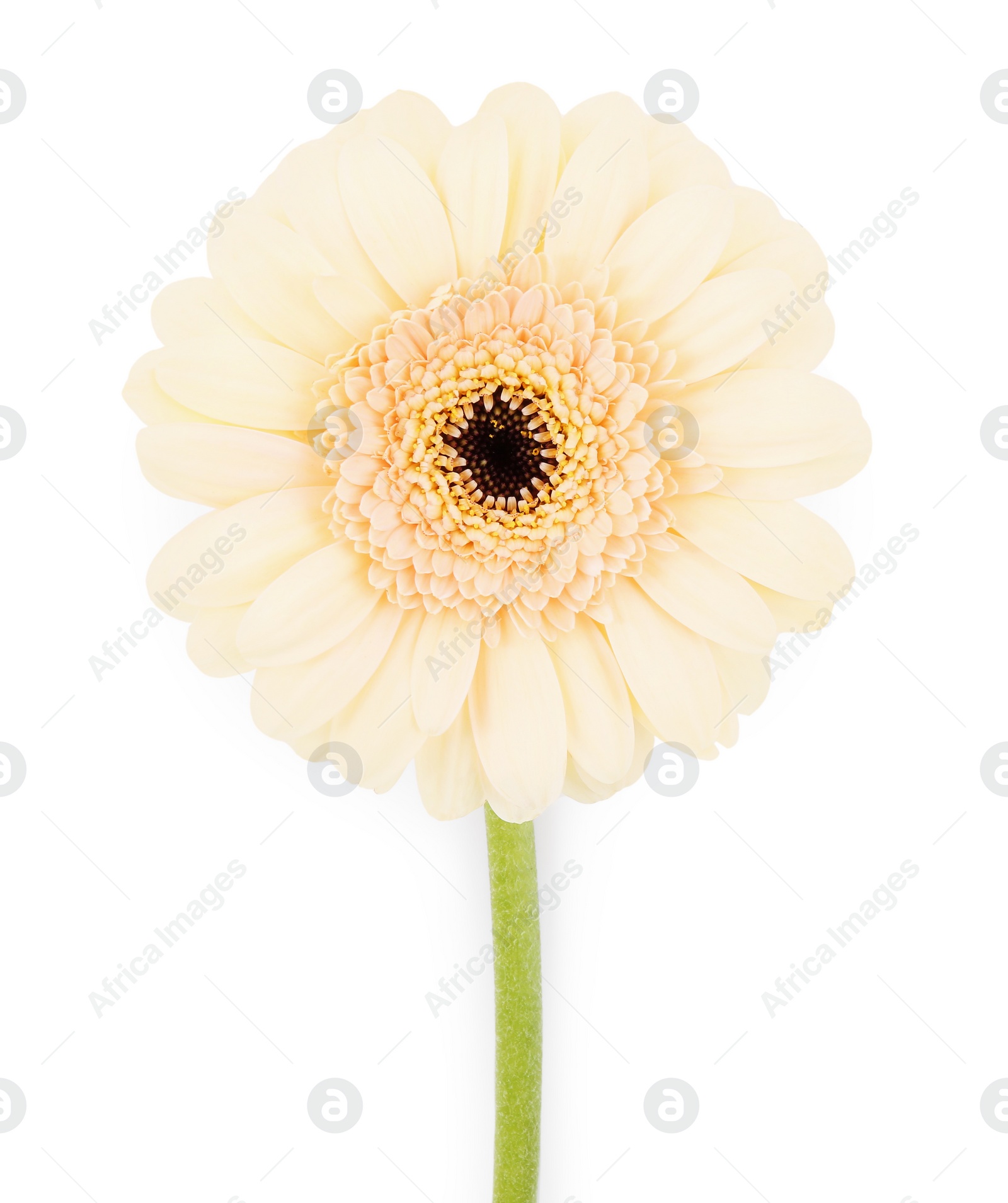 Photo of One beautiful tender gerbera flower isolated on white, top view