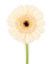 Photo of One beautiful tender gerbera flower isolated on white, top view