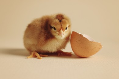 Photo of Cute chick and piece of eggshell on beige background, closeup. Baby animal