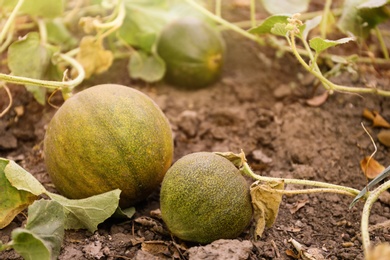 Fresh juicy melons growing in field on sunny day