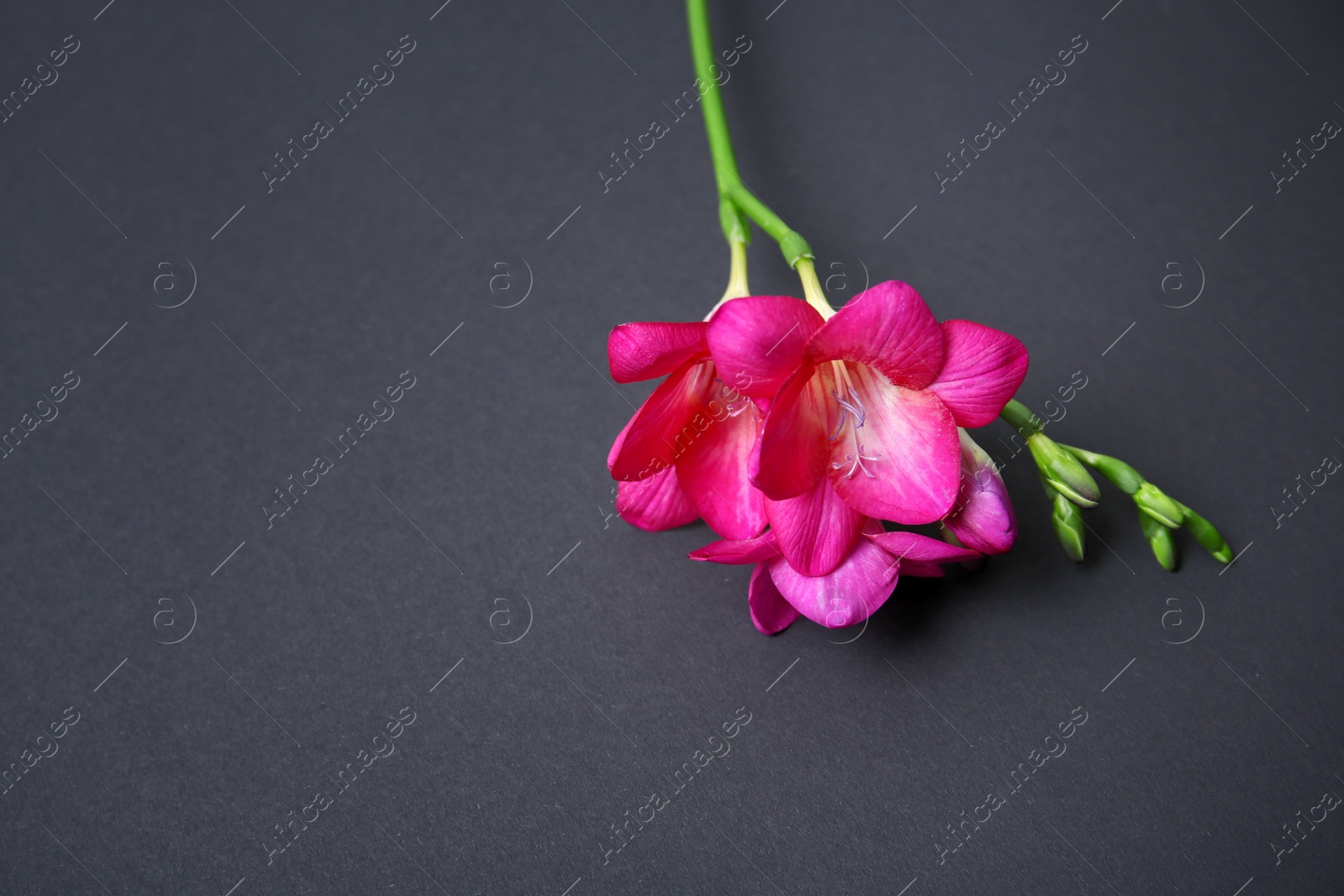 Photo of Beautiful freesia on dark background