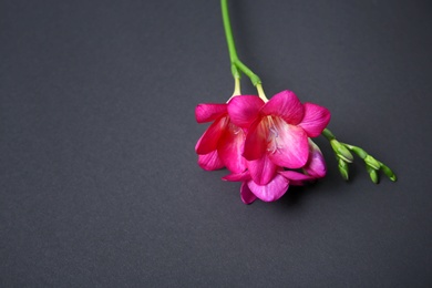 Photo of Beautiful freesia on dark background