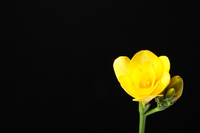 Beautiful freesia with fragrant flowers on black background. Space for text