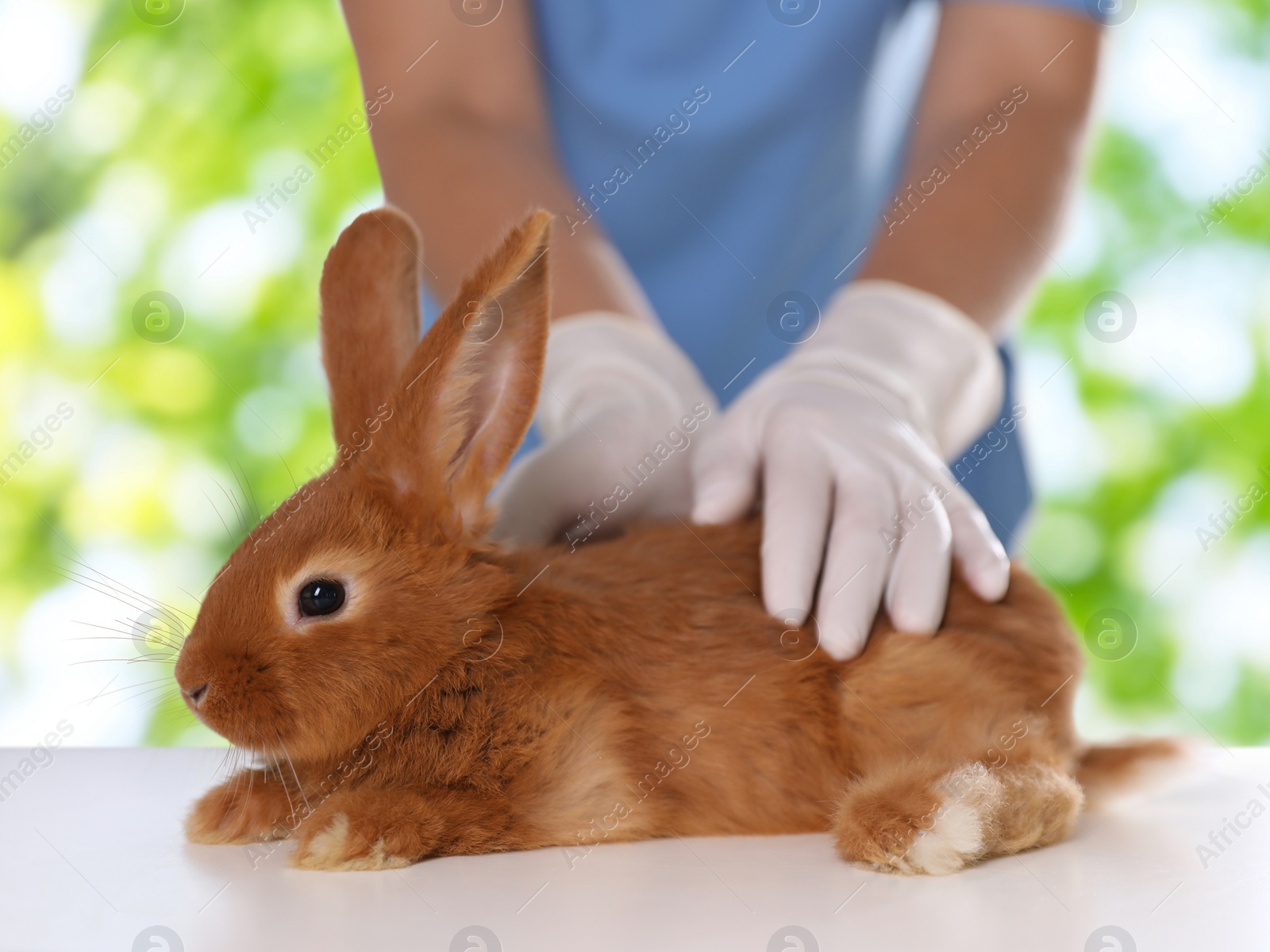 Image of Professional veterinarian examining bunny against blurred green background, closeup