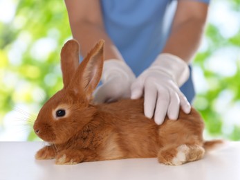 Image of Professional veterinarian examining bunny against blurred green background, closeup