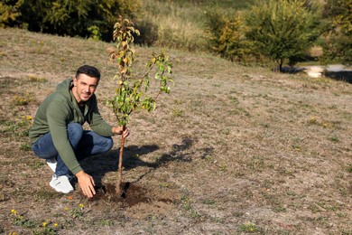 Mature man planting young tree in park on sunny day, space for text