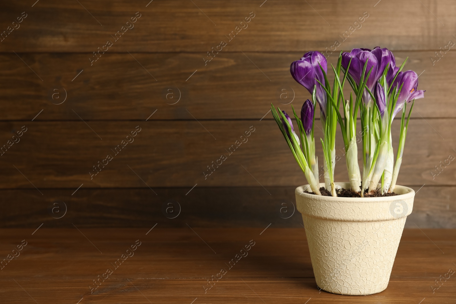 Photo of Beautiful crocuses in flowerpot on wooden table. Space for text