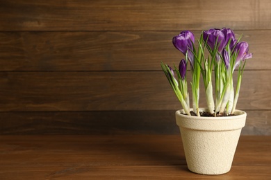 Photo of Beautiful crocuses in flowerpot on wooden table. Space for text