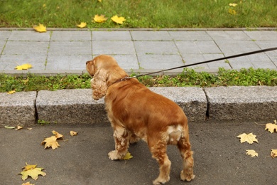 Cute Cocker Spaniel outdoors on autumn day