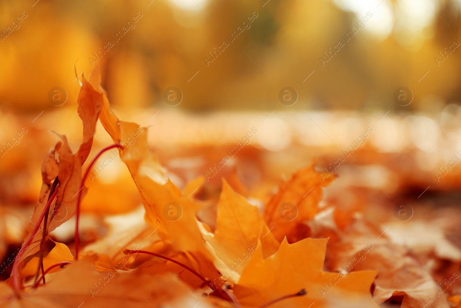 Image of Orange leaves on ground in park on autumn day, closeup